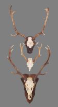 Antlers/Horns: A Set of Red Deer, Sika Deer & Fallow Deer Antlers, circa 21st century, a set of