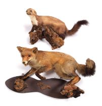Taxidermy: A European Red Fox & Pine Marten, circa late 20th century, a full mount adult with head