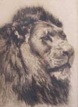 After Herbert Dicksee (1862-1942) Head study of a lion Etching, 29cm by 20.5cm