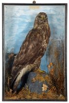 Taxidermy: A Late Victorian Cased Rough-legged Buzzard (Buteo lagopus), circa 1880-1900, by John