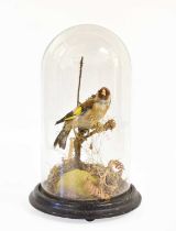 Taxidermy: A European Goldfinch (Carduelis carduelis), early-mid 20th century, a full mount adult