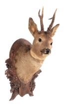 Taxidermy: European Roebuck (Capreolus capreolus), circa mid-late 20th century, a good quality adult