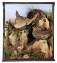 Taxidermy: A Cased Pair of English Partridge (Perdix perdix), circa 1870-1900, in the manner of