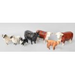 Beswick Cattle Comprising: Hereford Bull and Cow; Aberdeen Angus Cow; Highland Calf; together with