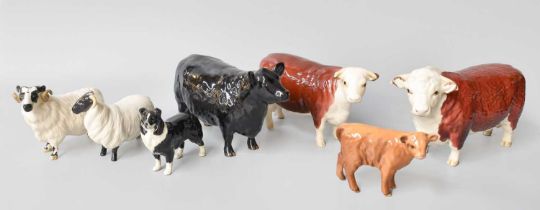 Beswick Cattle Comprising: Hereford Bull and Cow; Aberdeen Angus Cow; Highland Calf; together with