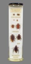 Wet Specimens: The Life History of a Cockroach, by T. Gerrard & Co, Biologists, Ltd, 46a & 48