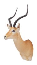 Taxidermy: Common Impala (Aepyceros Melampus) circa late 20th century, South Africa, a high