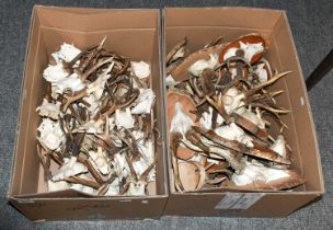 Antlers/Horns: A Large Collection of European Roebuck Antlers (Capreolus capreolus), thirty sets