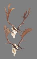 Antlers/Horns: Two Pairs of European Fallowbuck Antlers (Dama dama), dated 1980 & 1985, Barchel,