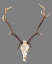 Antlers/Horns: Romanian Red Deer Antlers (Cervus elaphus hippalaphus), dated 1976, Karparten,