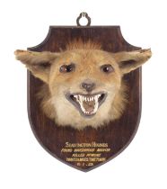 Taxidermy: European Red Fox Mask (Vulpes vulpes), dated 10th 01st 1929, by Edward Gerrard & Sons, 61