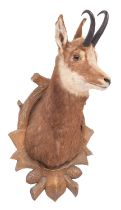 Taxidermy: Alpine Chamois (Rupicapra rupicapra), circa late 20th century, an adult male shoulder