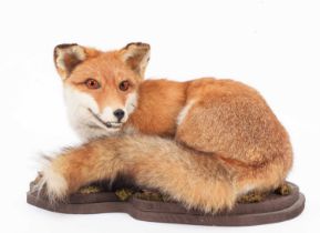 Taxidermy: A European Red Fox (Vulpes vulpes), modern, a full mount adult in recumbent position,