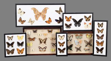 Entomology: A Collection of Framed World Butterflies, late 20th century, two framed collections of