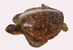 Taxidermy: Green Turtle (Chelonia mydas), circa early 20th century, a full mount adult with head