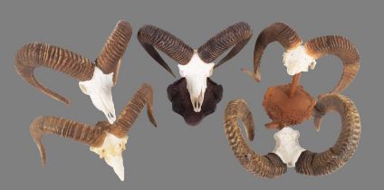 Antlers/Horns: European Mouflon (Ovis aries musimon), late 20th century, a large set of good adult