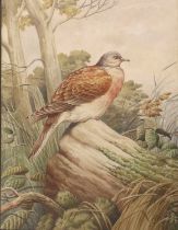 A* J* D* (20th Century) Study of a pigeon Signed watercolour, together with a further work by the