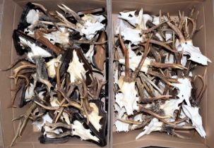 Antlers/Horns: A Large Collection European Roebuck Antlers (Capreolus capreolus), thirty large