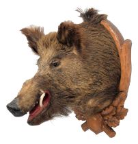 Taxidermy: A European Wild Boar (Sus scrofa), circa late 20th century, a large adult neck mount