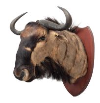 Taxidermy: Johnston's Wildebeest (Connochaetes johnstoni), circa late 20th century, South Africa,