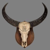 Horns/Skulls: A Rare Sri Lankan Wild Water Buffalo Skull (Bubalus arnee migona), dated 1902,