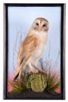 Taxidermy: A Cased Barn Owl (Tyto alba), circa 1910, a high quality full mount adult with head