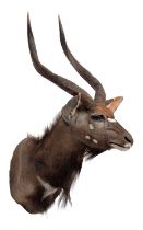 Taxidermy: Lowland Nyala (Nyala angasii), modern, South Africa, a high quality adult shoulder