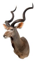 Taxidermy: Cape Greater Kudu (Strepsiceros strepsiceros), circa 2019, Zimbabwe, Africa, Rowland Ward