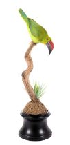 Taxidermy: A Re-creation of a Toucanet, modern, by Carl Church, Taxidermy, Pickering, Nth Yks, a