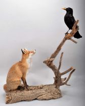 Taxidermy: A Curious Red Fox & Crow, circa late 20th century, a curious full mount red fox in seated