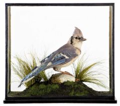 Taxidermy: A Late Victorian Cased Blue Jay (Cyanocitta cristata), circa 1880-1900, a full mount