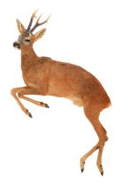 Taxidermy: A Full Mount Leaping Roebuck (Capreolus capreolus), modern, by A.J. Armitstead,