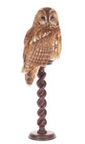 Taxidermy: Tawny Owl (Strix aluco), modern, by Carl Church, Taxidermy, Pickering, Nth Yks, a