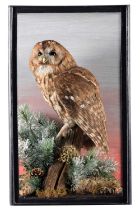 Taxidermy: A Cased Tawny Owl (Strix aluco), dated 2007, a high quality full mount adult with head