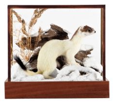 Taxidermy: A Cased Ermine in Winter Scene (Mustela erminea), dated 2022, a high quality full mount