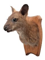 Taxidermy: A Bennett's Wallaby (Notamacropus rufogriseus), modern, an adult shoulder mount looking