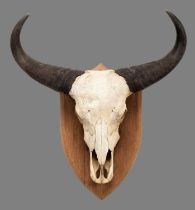 Skulls/Horns: Cape Buffalo Skull on Shield (Syncerus caffer caffer), circa early 20th century, by