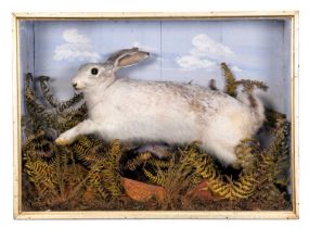Taxidermy: A Late Victorian Cased Mountain Hare (Lepus timidus), circa 1880-1900, a full mount adult