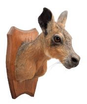 Taxidermy: A Patagonian Hare or Mara (Dolichotis patagonum), modern, an adult shoulder mount looking