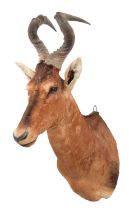 Taxidermy: Cape Red Hartebeest (Alcelaphus caama), circa late 20th century, South Africa, a good-