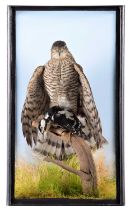 Taxidermy: A Cased European Sparrowhawk (Accipiter nisus), dated 1999, a full mount adult female