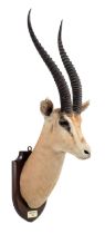 Taxidermy: Northern Grants Gazelle (Nanger notata), dated 1938, Kenya, by Edward Gerrard & Sons,