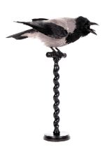 Taxidermy: Hooded Crow (Corvus cornix), modern, by Carl Church, Taxidermy, Pickering, Nth Yks, a