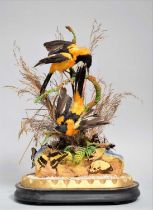 Taxidermy: A Pair of Campo Troupial's (Icterus jamacaii), circa 1880-1900, a pair of full mount