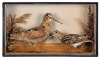 Taxidermy: A Victorian Cased Woodcock & Common Snipe (Scolopax rusticola / Gallinago gallinago),