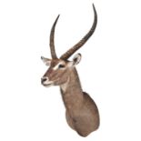 Taxidermy: Common Waterbuck (Kobus ellipsiprymnus), modern, South Africa, a superb high-quality