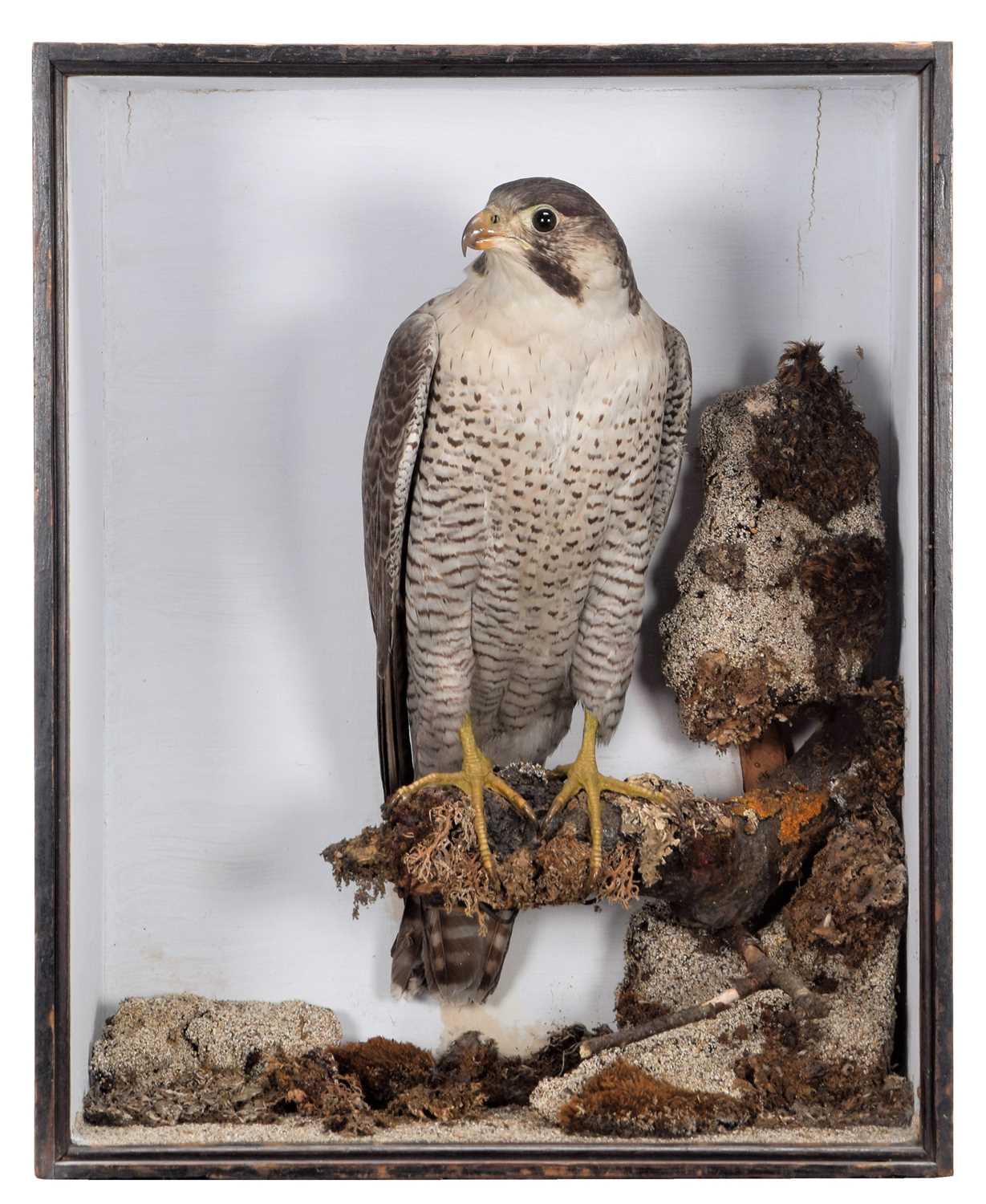 Taxidermy: A Late Victorian Cased Peregrine Falcon (Falco peregrinus), circa 1880-1900, a large full
