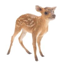 Taxidermy: A Reeve's Muntjac Fawn (Muntiacus reevesi), modern, a high quality full mount muntjac