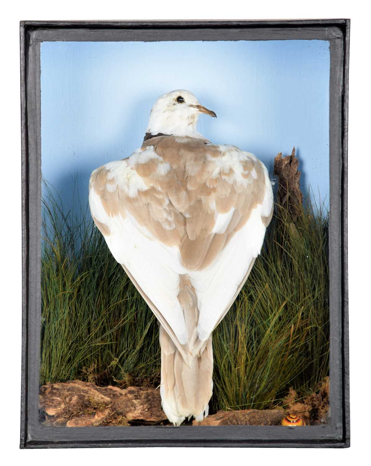 Taxidermy: A Pied Collared Dove (Streptopelia decaocto), circa 2012, a full mount adult with