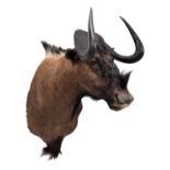 Taxidermy: Black Wildebeest (Connochaetes gnou), modern, South Africa, a high-quality large adult